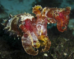Cuttlefish off Mactan Island, Cebu Philippines. Casio exi... by Andrew Macleod 